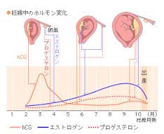 妊娠　ホルモン